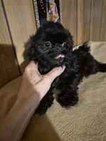 Girl 1, a female Shih Tzu for sale in Momence, IL – 9 of 9
