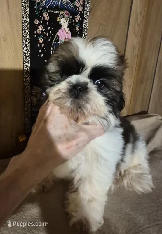 DJ boy – Shih Tzu puppy for sale in Momence, IL
