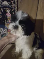 DJ boy, a male Shih Tzu for sale in Momence, IL – 10 of 10