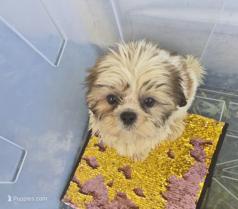 Ricky's boy 2 – Shih Tzu puppy for sale in Momence, IL