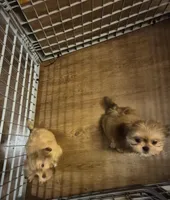 Male 5, a male Shih Tzu for sale in Momence, IL – Photo 4 of 5