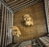 Male 5, a male Shih Tzu for sale in Momence, IL – Photo 5 of 5