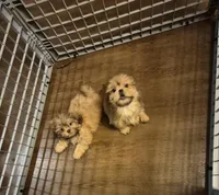 Male 5, a male Shih Tzu for sale in Momence, IL – Photo 2 of 5