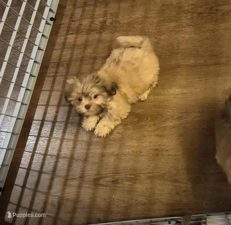 Male 5 – Shih Tzu puppy for sale in Momence, IL