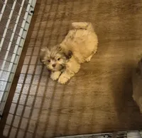 Male 5, a male Shih Tzu for sale in Momence, IL – Photo 1 of 5