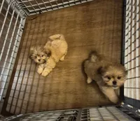 Male 5, a male Shih Tzu for sale in Momence, IL – Photo 3 of 5