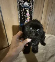 Girl 1, a female Shih Tzu for sale in Momence, IL – 2 of 9