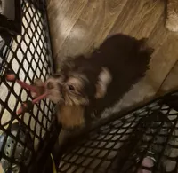Charlie's girl, a female Shih Tzu and Yorkshire Terrier for sale in Momence, IL – 3 of 7