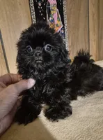 Girl 1, a female Shih Tzu for sale in Momence, IL – 7 of 9