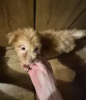 Charlie's boy 1, a male Shih Tzu and Yorkshire Terrier for sale in Momence, IL – 4 of 7