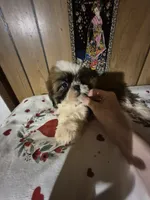 DJ girl, a female Shih Tzu for sale in Momence, IL – 9 of 10