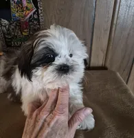 Shih Tzu boy 1, a male Shih Tzu for sale in Momence, IL – Photo 7 of 9