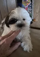 Shih Tzu boy 1, a male Shih Tzu for sale in Momence, IL – Photo 2 of 9