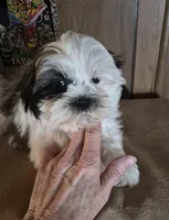 Shih Tzu boy 1, a male Shih Tzu for sale in Momence, IL – Photo 3 of 9