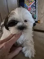 Shih Tzu boy 1, a male Shih Tzu for sale in Momence, IL – Photo 1 of 9