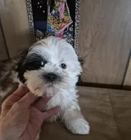 Shih Tzu boy 1, a male Shih Tzu for sale in Momence, IL – Photo 8 of 9