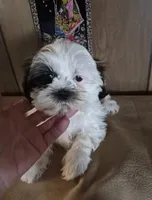 Shih Tzu boy 1, a male Shih Tzu for sale in Momence, IL – Photo 4 of 9