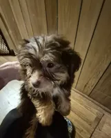 Charlie's boy 3, a male Shih Tzu and Yorkshire Terrier for sale in Momence, IL – 3 of 3