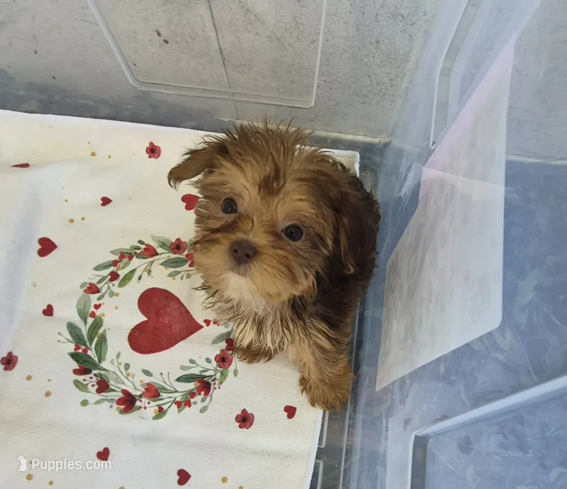Charlie's girl – Shih Tzu, Yorkshire Terrier puppy for sale in Momence, IL