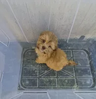 Ricky's boy 1, a male Pomeranian and Shih Tzu for sale in Momence, IL – 7 of 7
