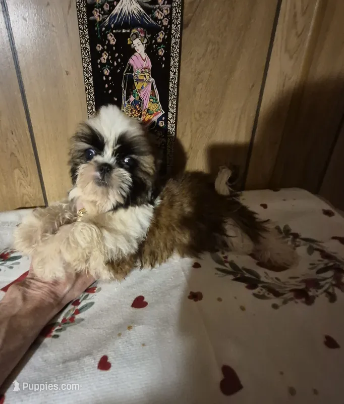 DJ girl – Shih Tzu puppy for sale in Momence, IL
