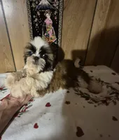 DJ girl, a female Shih Tzu for sale in Momence, IL – 1 of 10