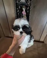 Shih Tzu boy 2, a male Shih Tzu for sale in Momence, IL – Photo 8 of 10