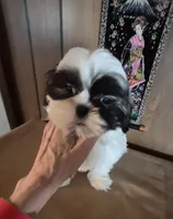 Shih Tzu boy 2, a male Shih Tzu for sale in Momence, IL – Photo 5 of 10