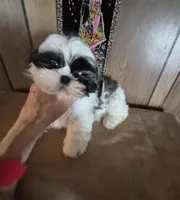 Shih Tzu boy 2, a male Shih Tzu for sale in Momence, IL – Photo 9 of 10