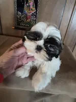 Shih Tzu boy 2, a male Shih Tzu for sale in Momence, IL – Photo 4 of 10