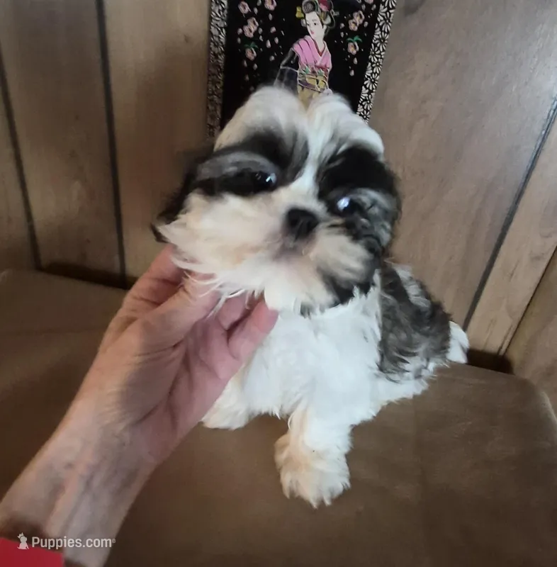 Shih Tzu boy 2