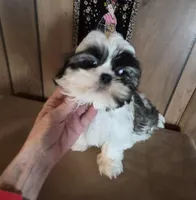 Shih Tzu boy 2, a male Shih Tzu for sale in Momence, IL – Photo 2 of 10