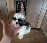 Shih Tzu boy 2, a male Shih Tzu for sale in Momence, IL – Photo 3 of 10