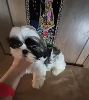 Shih Tzu boy 2, a male Shih Tzu for sale in Momence, IL – Photo 10 of 10