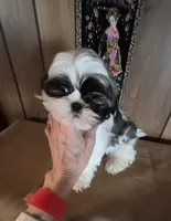 Shih Tzu boy 2, a male Shih Tzu for sale in Momence, IL – Photo 6 of 10