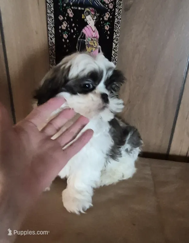 Shih Tzu boy 2