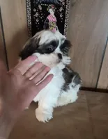 Shih Tzu boy 2, a male Shih Tzu for sale in Momence, IL – Photo 1 of 10