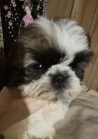 DJ boy, a male Shih Tzu for sale in Momence, IL – 5 of 10