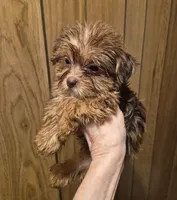 Charlie's boy 2, a male Shih Tzu and Yorkshire Terrier for sale in Momence, IL – 2 of 3