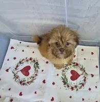Ricky's boy 1, a male Shih Tzu for sale in Momence, IL – 5 of 7