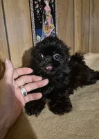 Girl 1, a female Shih Tzu for sale in Momence, IL – 4 of 9