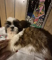 DJ girl, a female Shih Tzu for sale in Momence, IL – 2 of 10