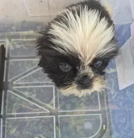 Ricky's boy 3, a male Pomeranian and Shih Tzu for sale in Momence, IL – 3 of 8