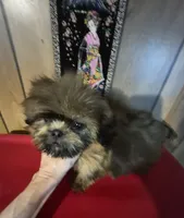 DJ, a male Shih Tzu for sale in Momence, IL – 5 of 10
