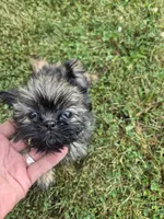 Girl 2, a female Shih Tzu for sale in Momence, IL – 6 of 6