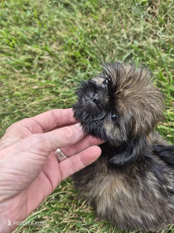 Girl 3 – Shih Tzu puppy for sale in Momence, IL