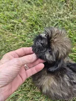 Girl 3, a female Shih Tzu for sale in Momence, IL – 1 of 5