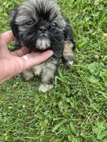 Girl 4, a female Shih Tzu for sale in Momence, IL – 2 of 5