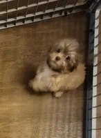 Male 4, a male Shih Tzu for sale in Momence, IL – Photo 3 of 5