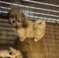 Male 4, a male Shih Tzu for sale in Momence, IL – Photo 2 of 5